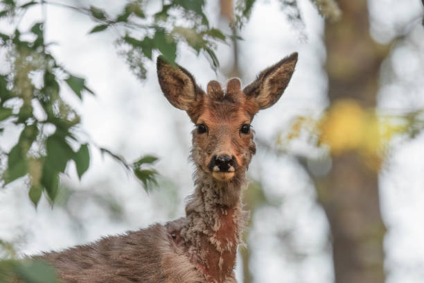 istock portrait of a young red deer in a forest 1496342520