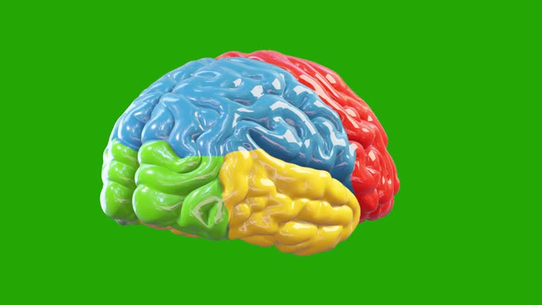 3d colorful brain rotating, great mind concept, loop, Green Screen Chromakey