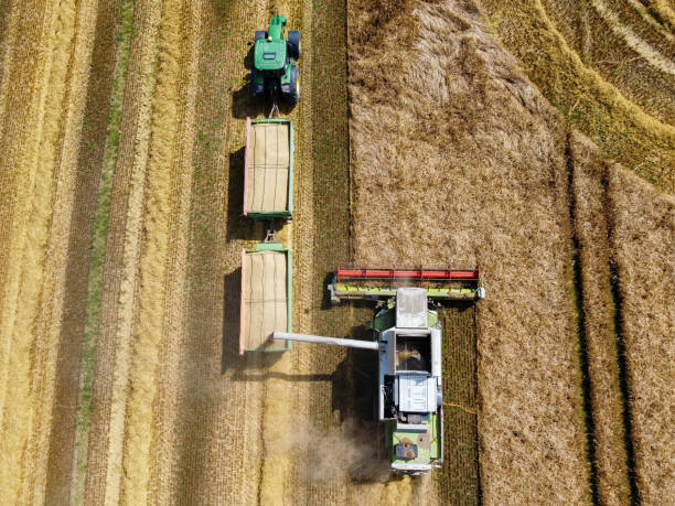 istock Combine harvester harvesting in a wheat field 01 1496344537