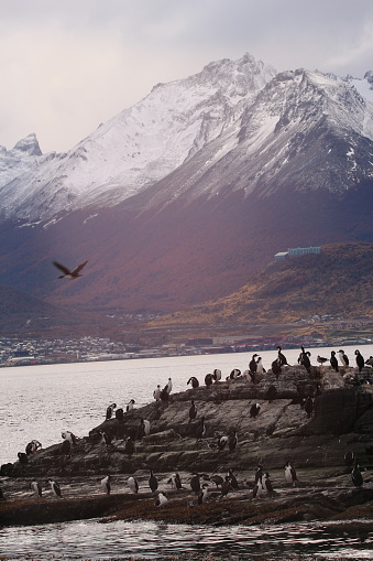 Ushuaia with the mountains behind and imperial cormoran birds on the rocks of an small island on the beagle channel in tierra del fuego.