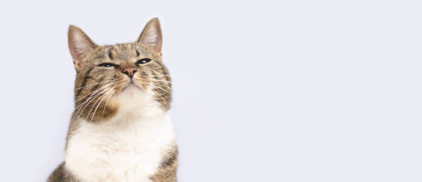 istock Banner with gray shorthair domestic tabby cat sniffs. 1496345036