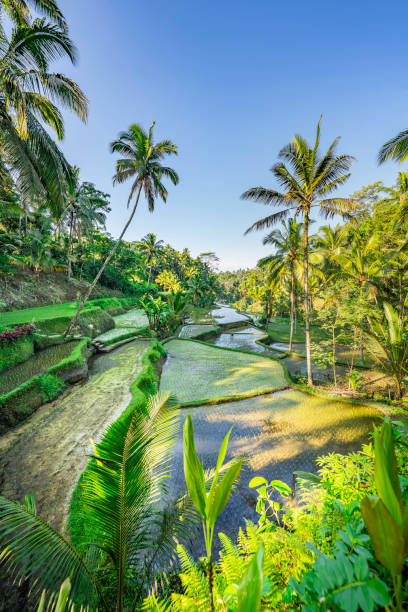 rice terrace bali, indonésie - bali indonesia rice paddy rice photos et images de collection