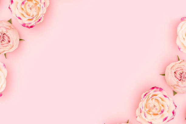 istock Rose flowers scattered on a pink background. 1496345160