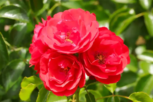Bright red ”rosa flowercarpet scarlet” rose flowers.