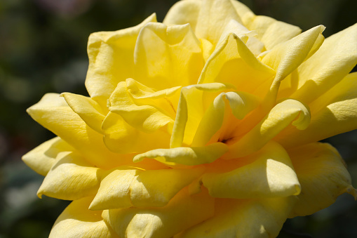 Bright yellow rose flowerhead under the sun. Close up flower head macro photograph.