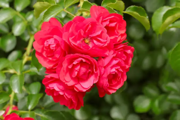 Bright red ”rosa flowercarpet scarlet” rose flowers.