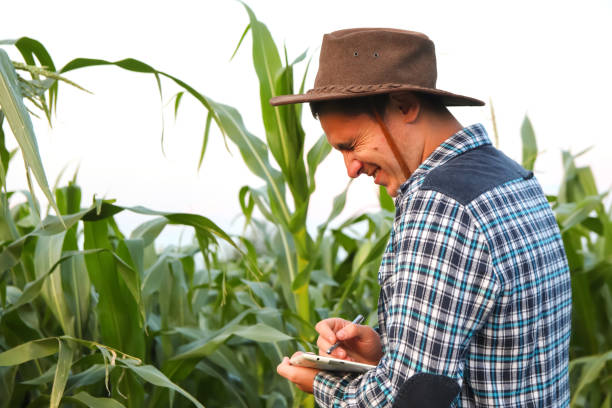 istock Expression farmer. Rich corn harvest and crop. Funny young farmer smiling. Happiness 1496347188