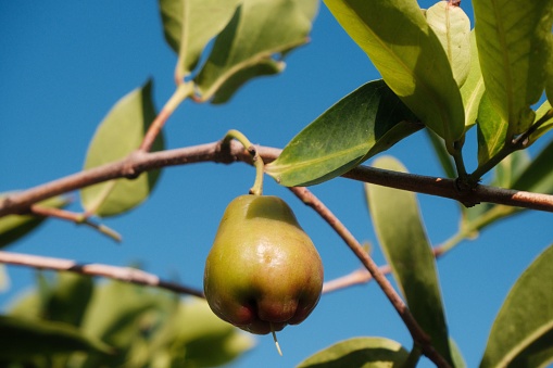 A vibrant, green pear in its natural environment, hanging off a tree branch