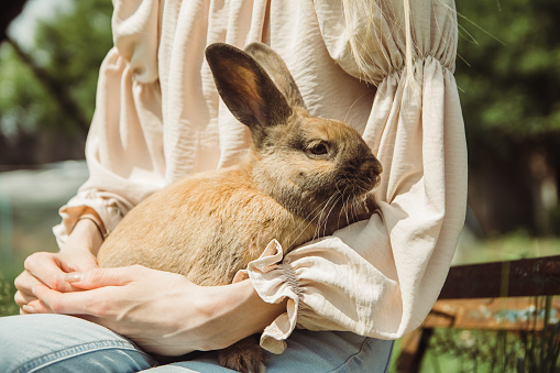 Home dwarf decorative rabbit sits on a girl's hands outdoor in summer. Owner walks with her pet in the park. The concept of loving and caring for pets