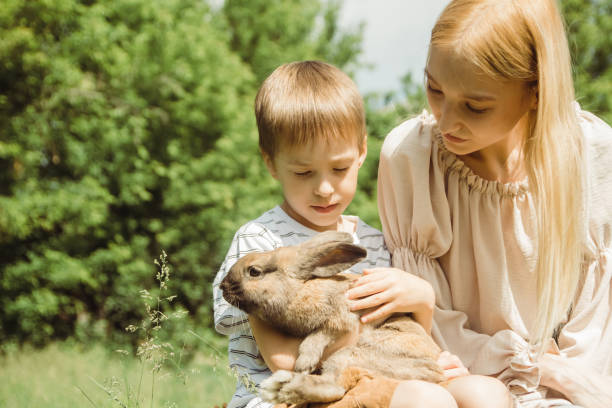 istock A cute Caucasian boy is stroking a decorative rabbit sitting on his lap on a sunny summer day. Interaction with animals in a contact zoo. 1496347496