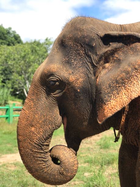 istock Elephants of Chiang Mai in Thailand 1496347565