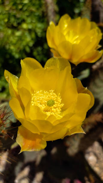 istock yellow flowers with pollen 1496347737