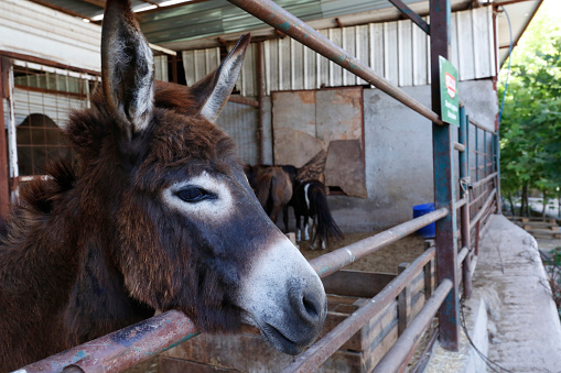 A Somali wild donkey (Equus africanus somaliensis) in front of a fence