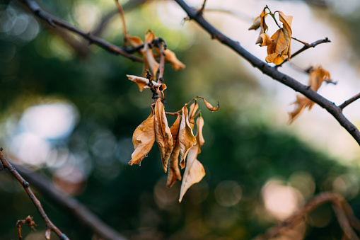 Still Life. Dry leaves. Intense Brown.