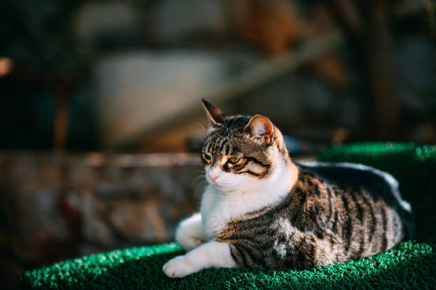 Tabby Cat in the Garden