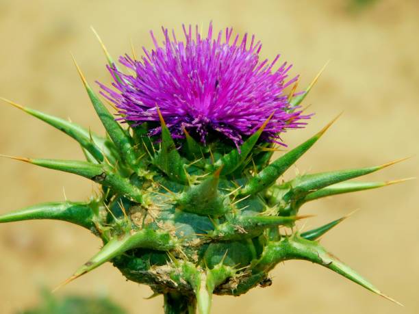 istock marianum flower on macro in wild 1496354194
