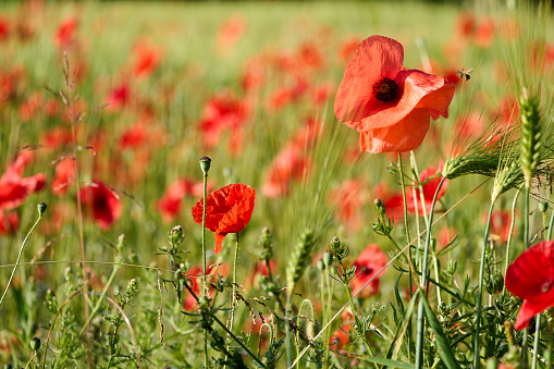 Red poppies on a green field and the summer sky