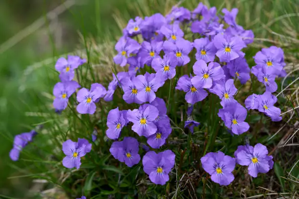 A species of genus Viola