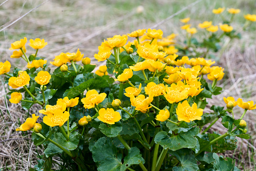 known as marsh-marigold and kingcup