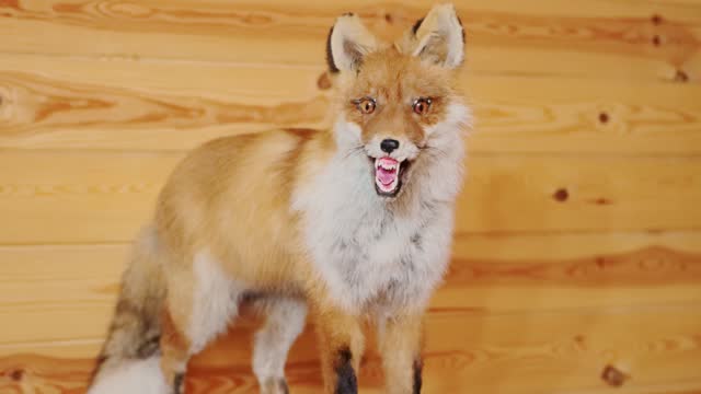 A stuffed fox animal stands against the background of a wooden wall in a country house.