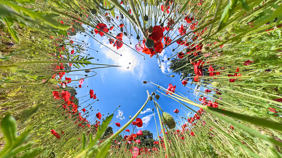 Red poppy flowers against the blue sky. Selective focus. Beautiful summer landscape