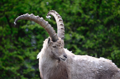 Steinbock