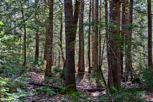 View of the thick trees near the edge of the trail of Ducktrap River in Lincolnville Maine.