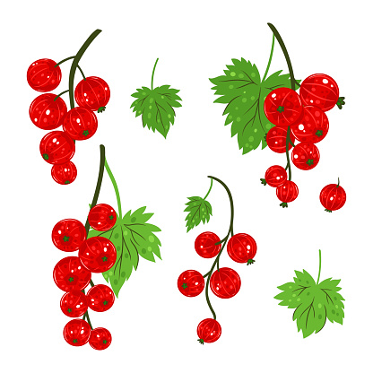 Set of sprigs of red currant isolated on white background. Vector image.