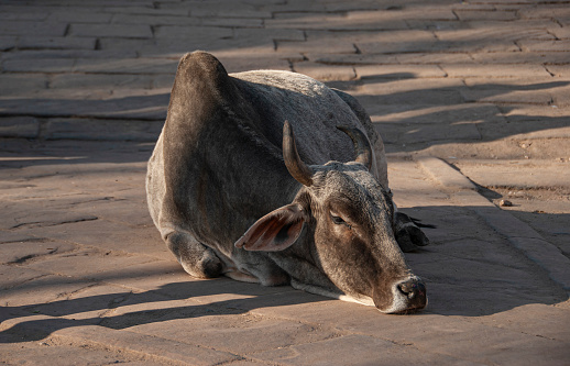 Visit to India. A holy cow lies comfortably on the side of the road and enjoys the evening sun rays.