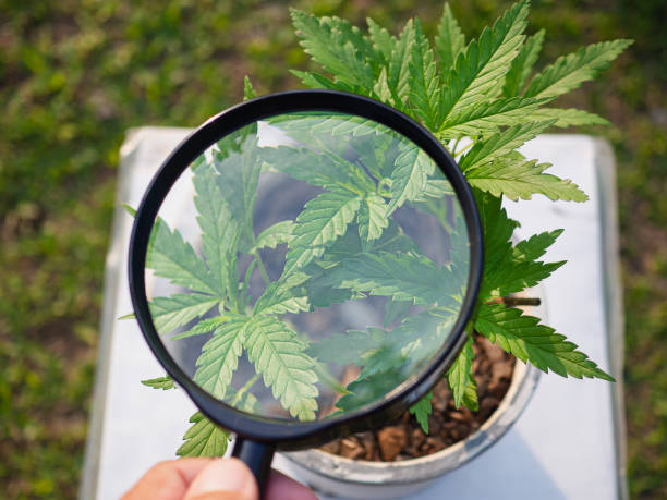 istock Hand holding a magnifying glass looking at texture cannabis leaves 1496361641
