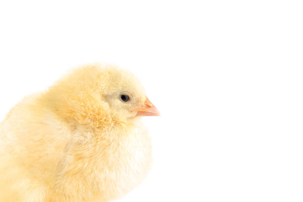 Little chicken isolated on white background, copy space.