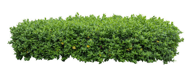 Tropical Flower shrub bush fence tree isolated plant with clipping path.