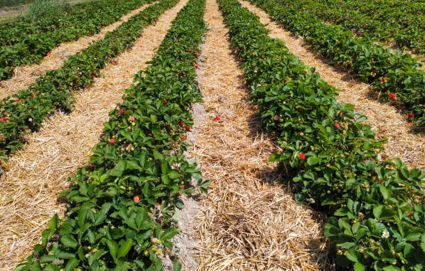 Strawberry plants in the farm