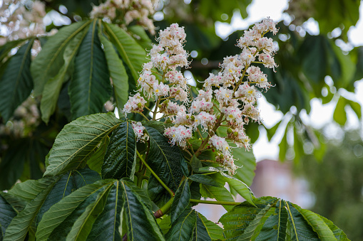 Flowering chestnut close-up. High quality photo