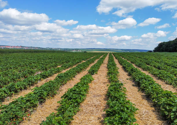 istock Strawberry field with plants before harvest 02 1496362964