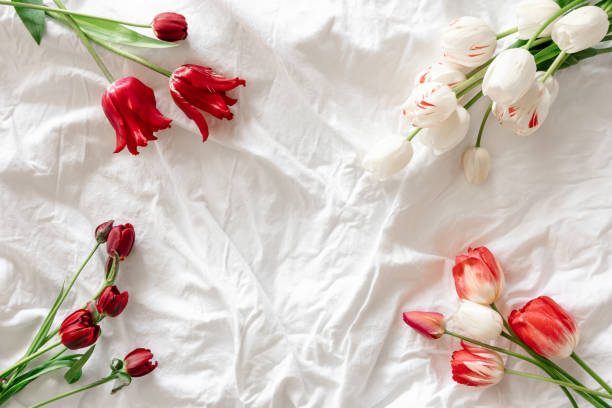 istock Fresh flowers tulips in a white bed, top view, copy space. 1496364527