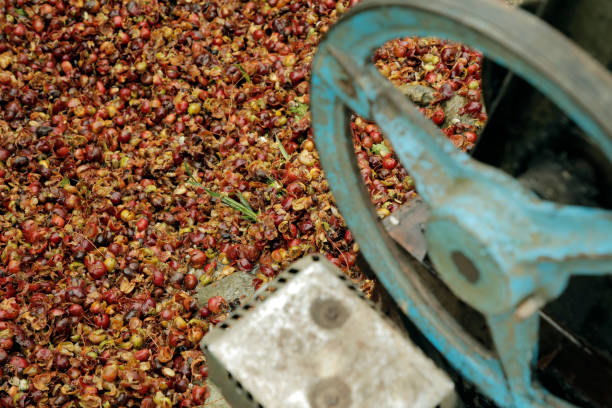 istock The skin of a coffee cherry 1496366604