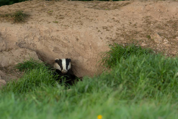 istock Badger emerging from the Sett on a Summer's evening in June.  Alert and facing front.  Scientific name: Meles Meles 1496366736