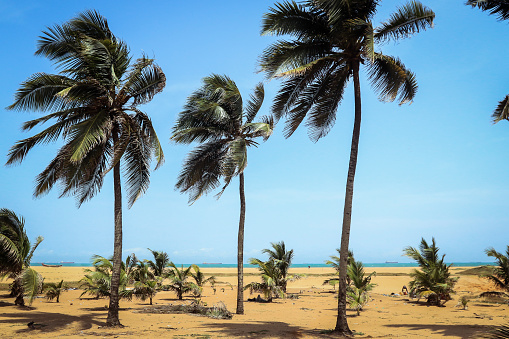Ocean Seaside with the Palm Trees and Sandy Beach in Togo, West Africa