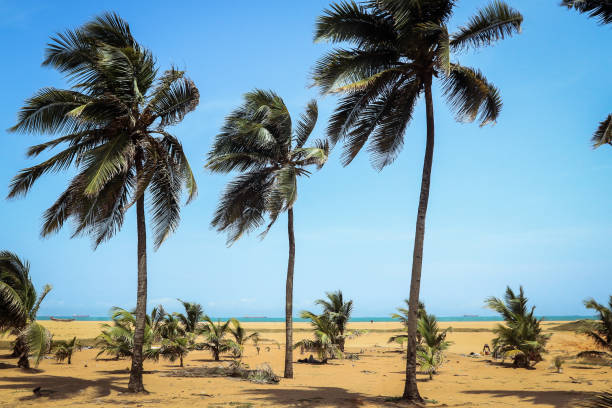 Ocean Seaside with the Palm Trees and Sandy Beach in Togo stock photo
