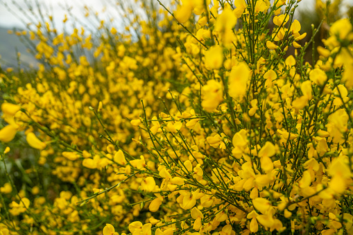 Blooming in the field Carthamus tinctorius false saffron The plant is used in the manufacture of dyes and margarine.