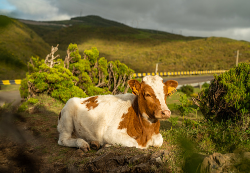 Cows in wilderness. Wild animals in tropical climate of Madeira