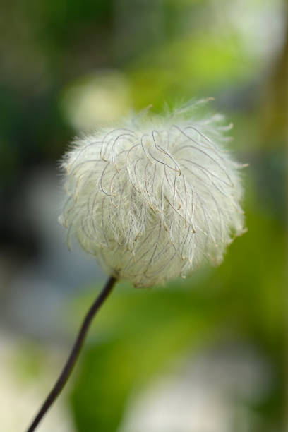 Alpine clematis Imke Alpine clematis Imke seed head - Latin name - Clematis alpina Imke clematis alpina stock pictures, royalty-free photos & images