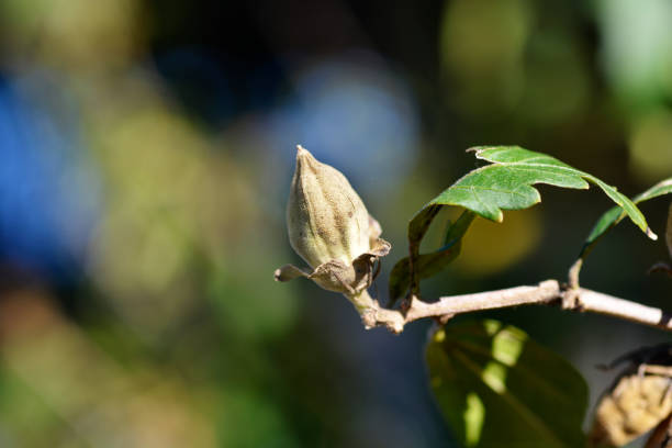 Rose Of Sharon closed seed pod - Latin name - Hibiscus syriacus