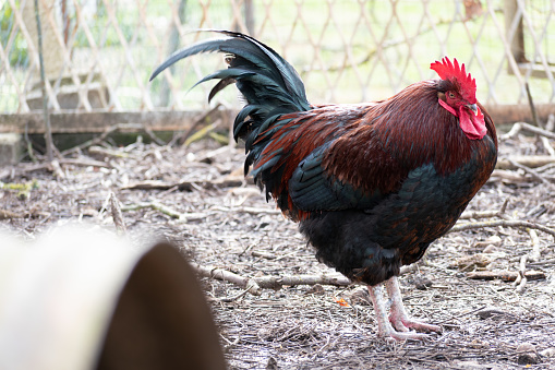 French rooster in a farm with beautiful dark plumage