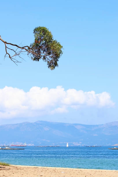 istock Branches of a tree in a coastal landscape 1496375347