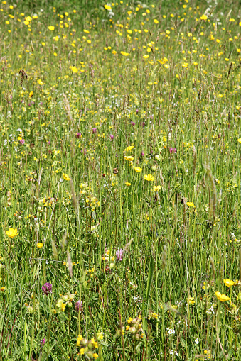 Vertical image of a meadow full of flowers