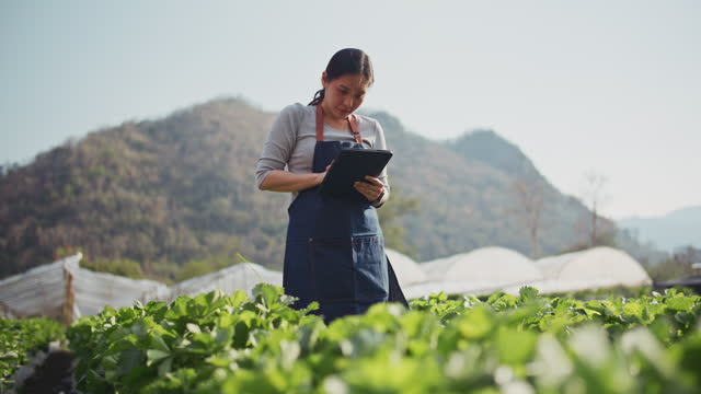 young woman farmer working early morning in her farm on her tablet