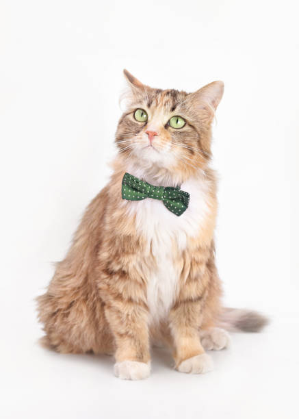 istock Beautiful funny Kitten with a red bow tie. Cat posing at camera. Animal theme 1496377081