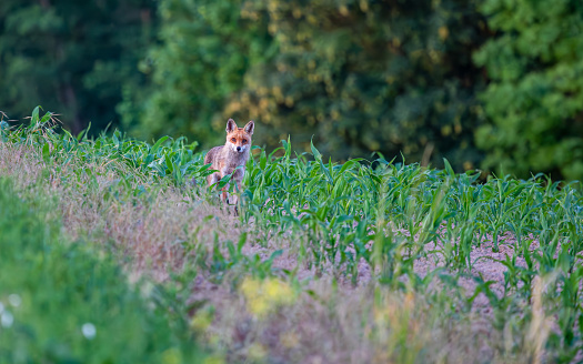 Red fox standing in the middle of open field on an early summer monring